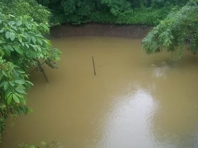 Pond surrounded by trees