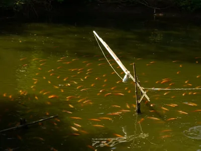 Fish swimming near the surface of a pond